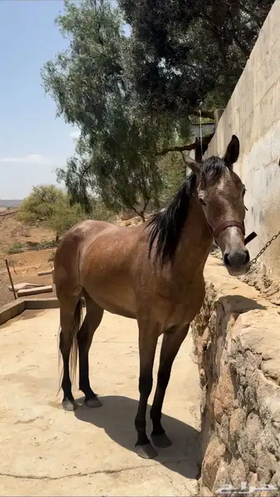 فرس كفو 0