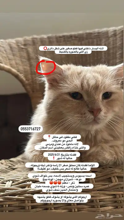 قط مفقود حائل 0