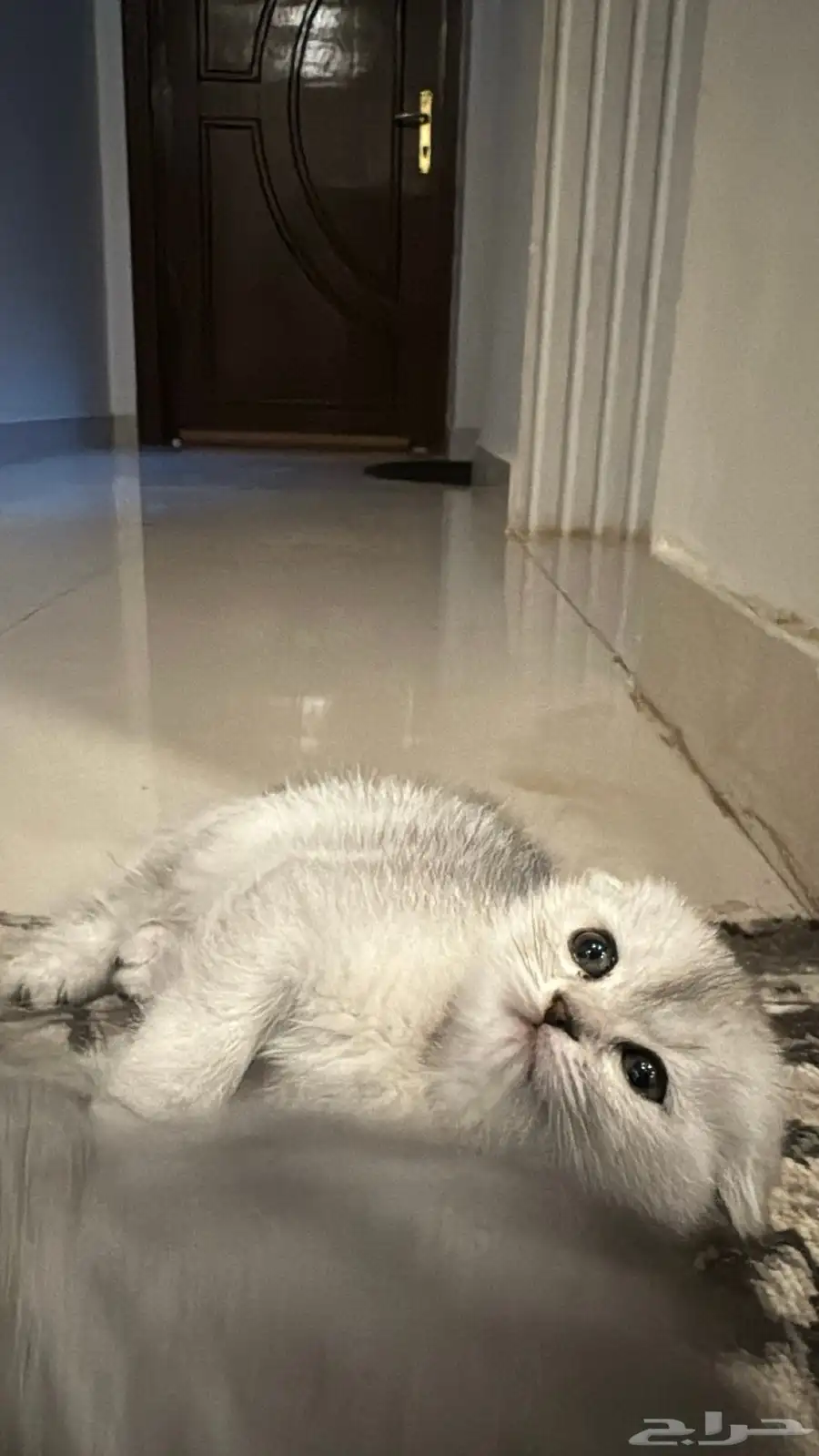 قطه سكوتش 3