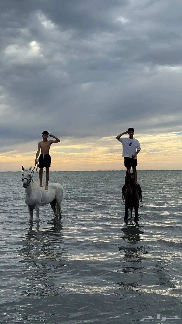 خيل للمناسبات والزواجات 3