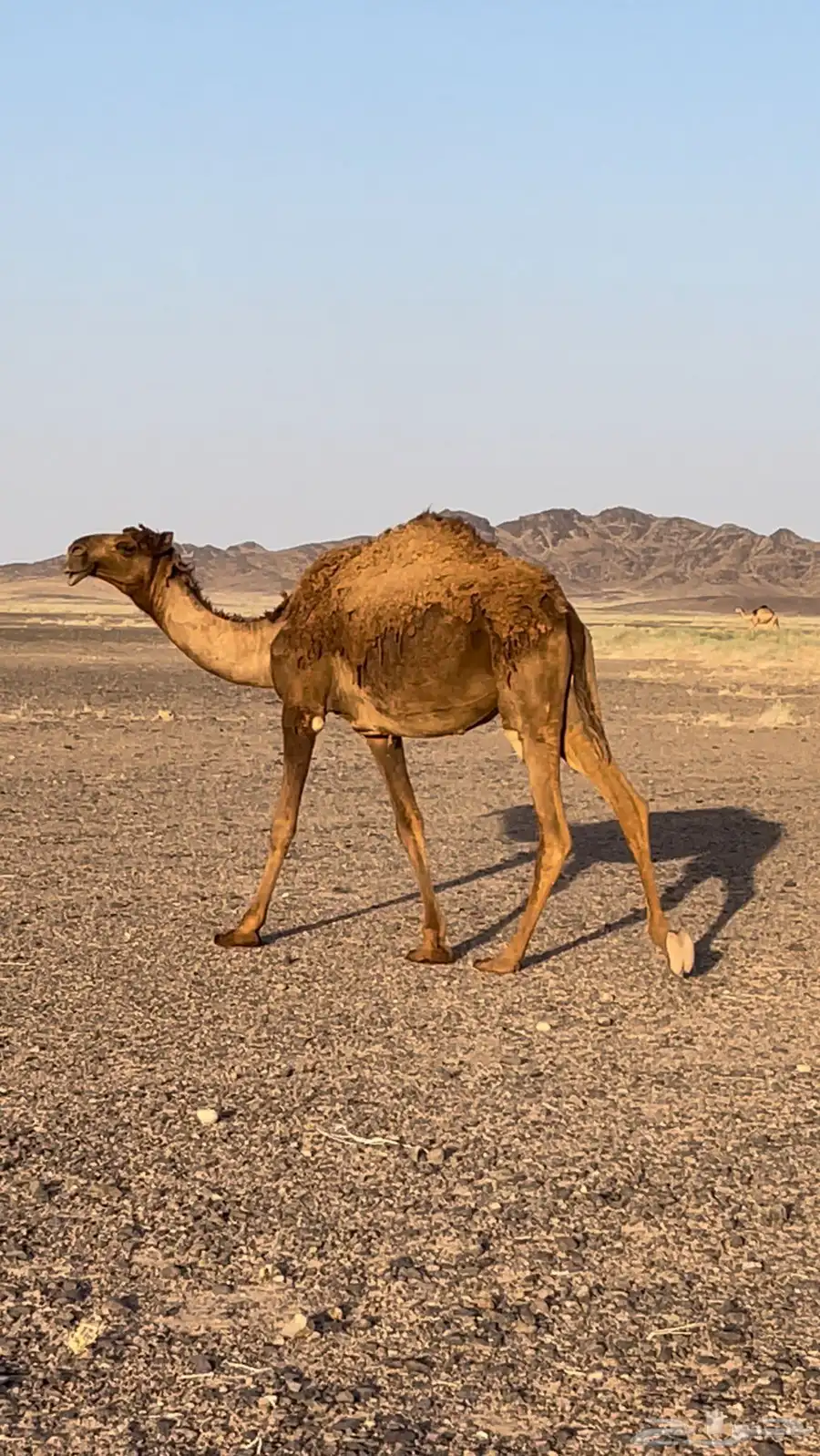 البيع بكار وحاشي 1