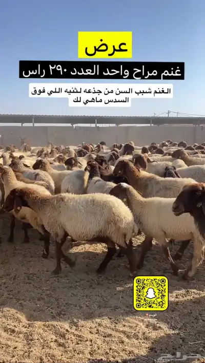 غنم مراح 1