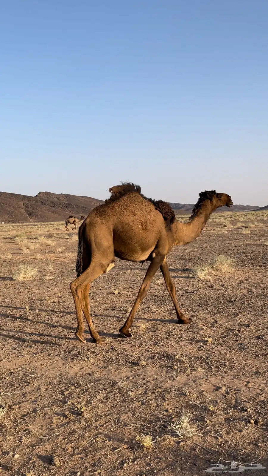 البيع بكار وحاشي 2