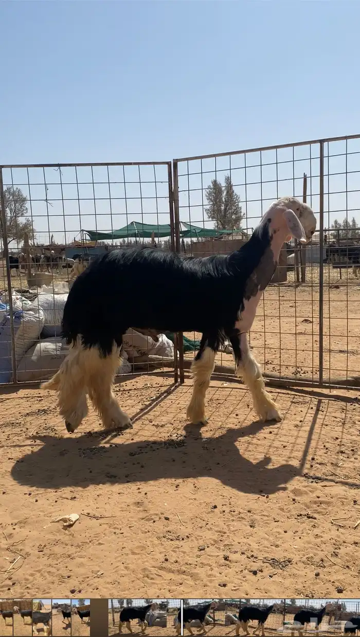 مشروع فحل صنف 1