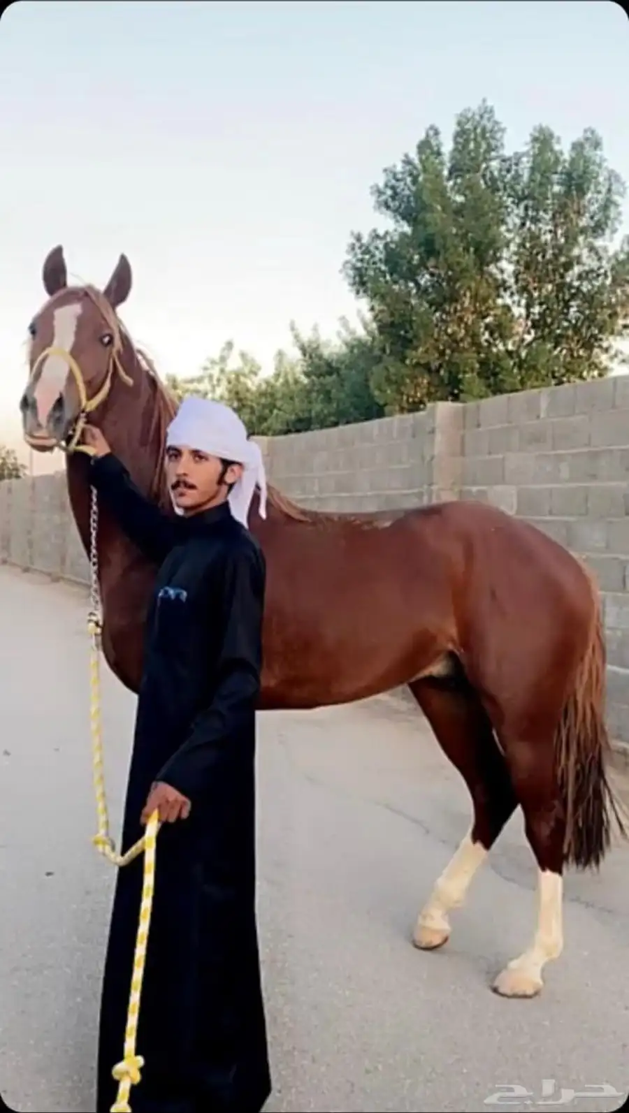 حصان خط سرعة سبوق 0
