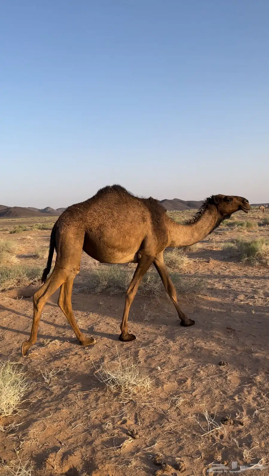 البيع بكار وحاشي 3