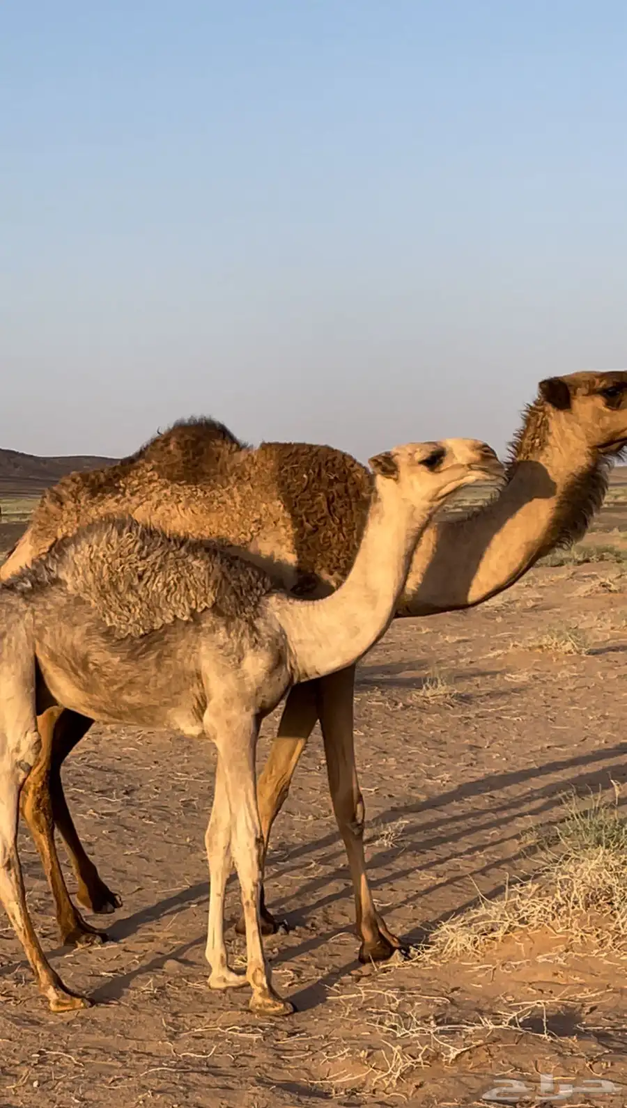 البيع بكار وحاشي 4
