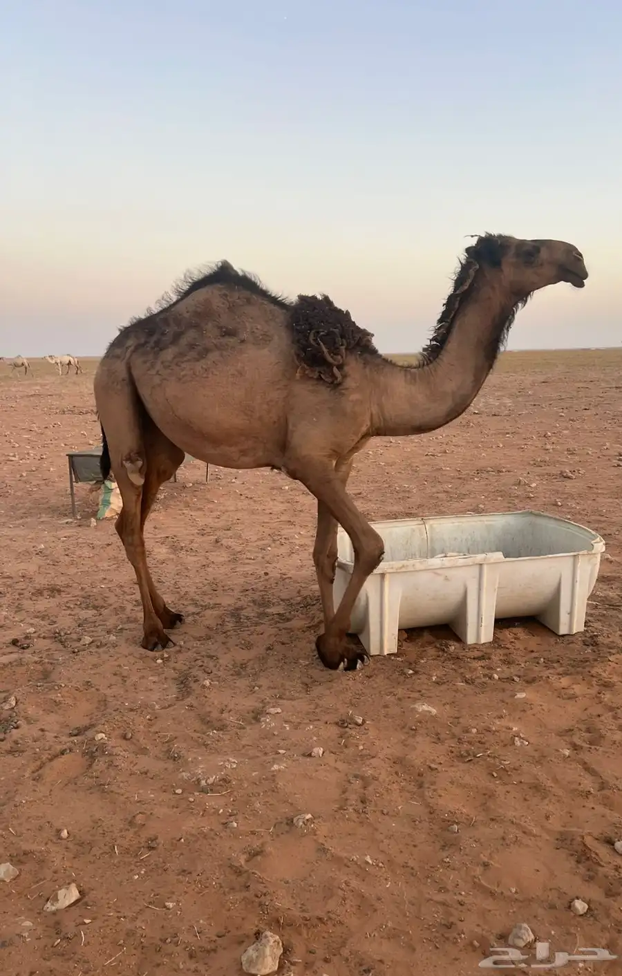 للبيع بكرة صفراء دبيانية توها دخلت حقه 0