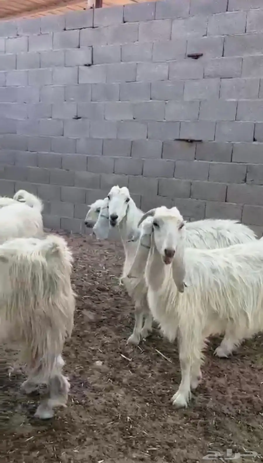 معزاء عوارض بيض طيبه مراح واحد و وسم واحد 1
