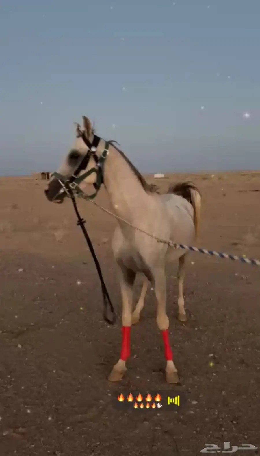 حصان واهو شعبي 1