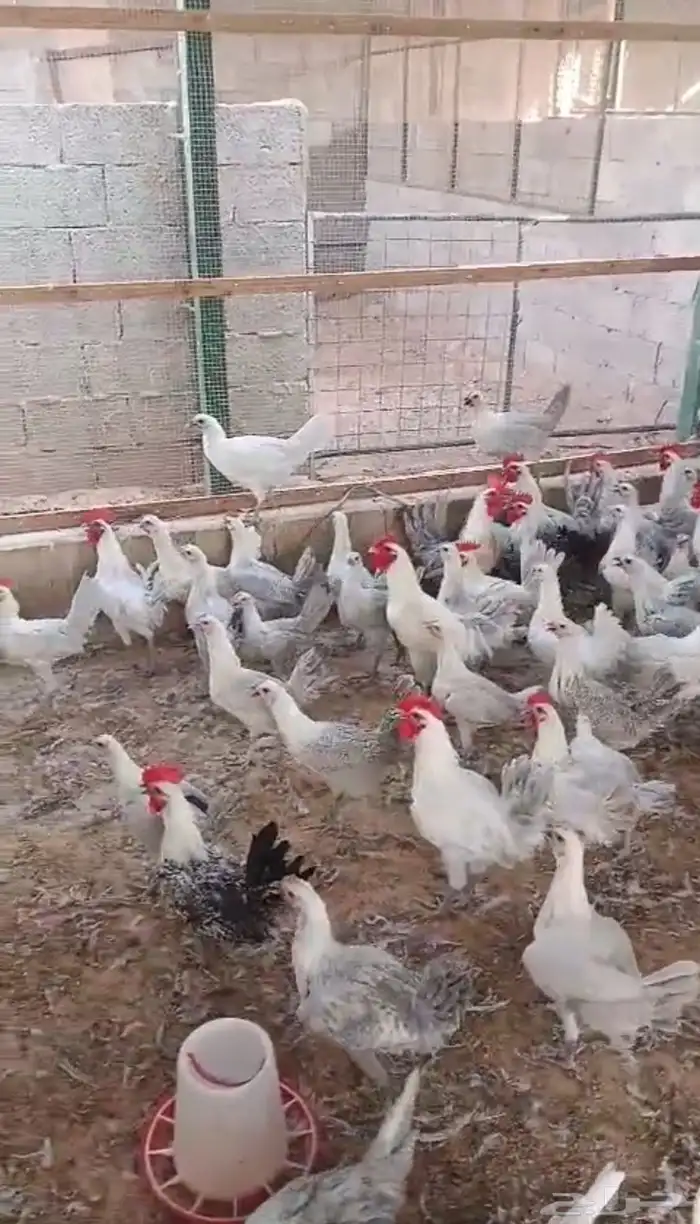 دجاج فيومي 5