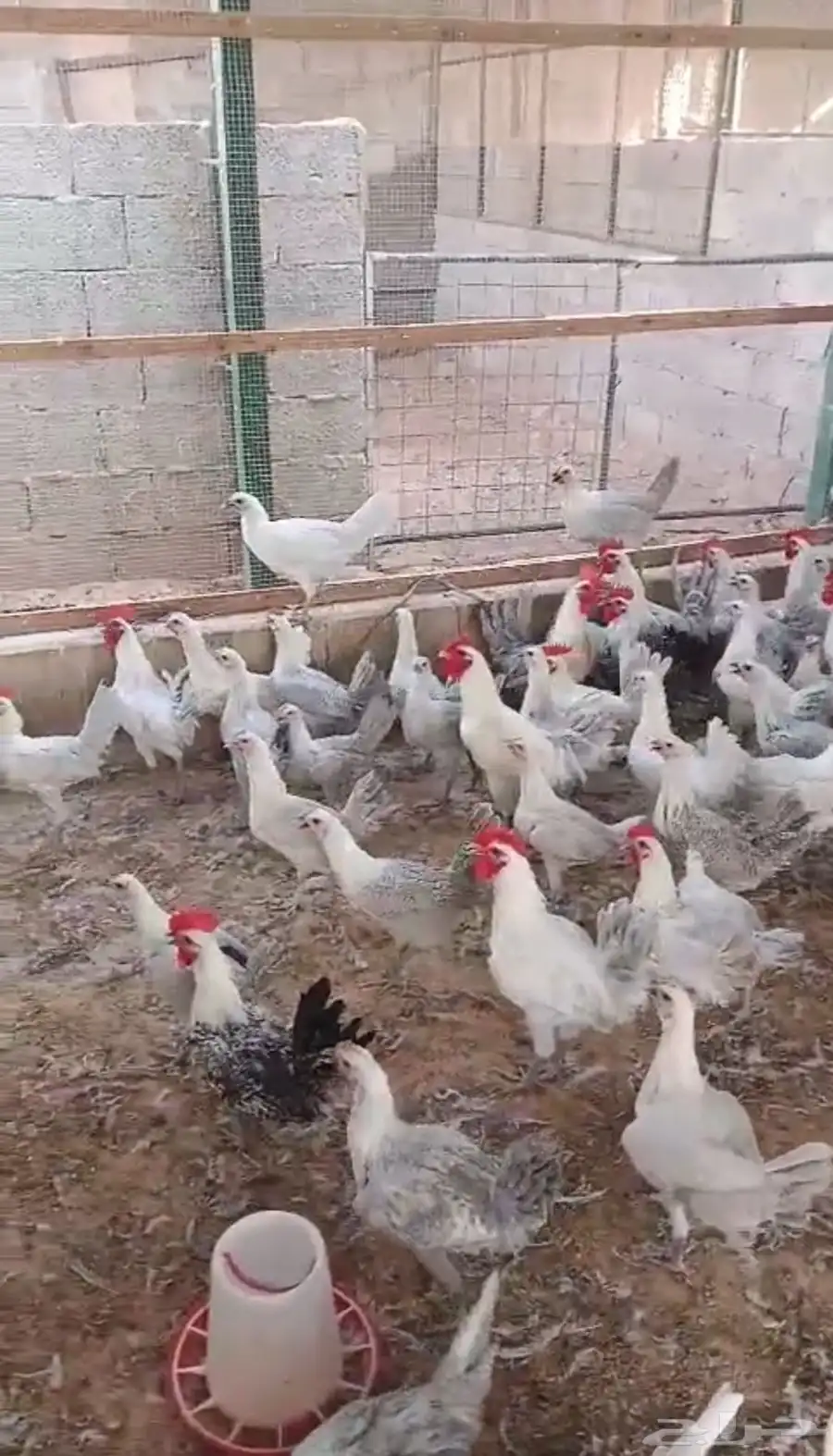 دجاج فيومي 5