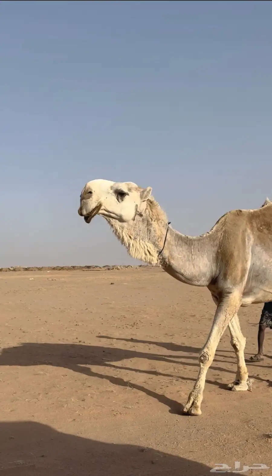 بعير باتلي 0
