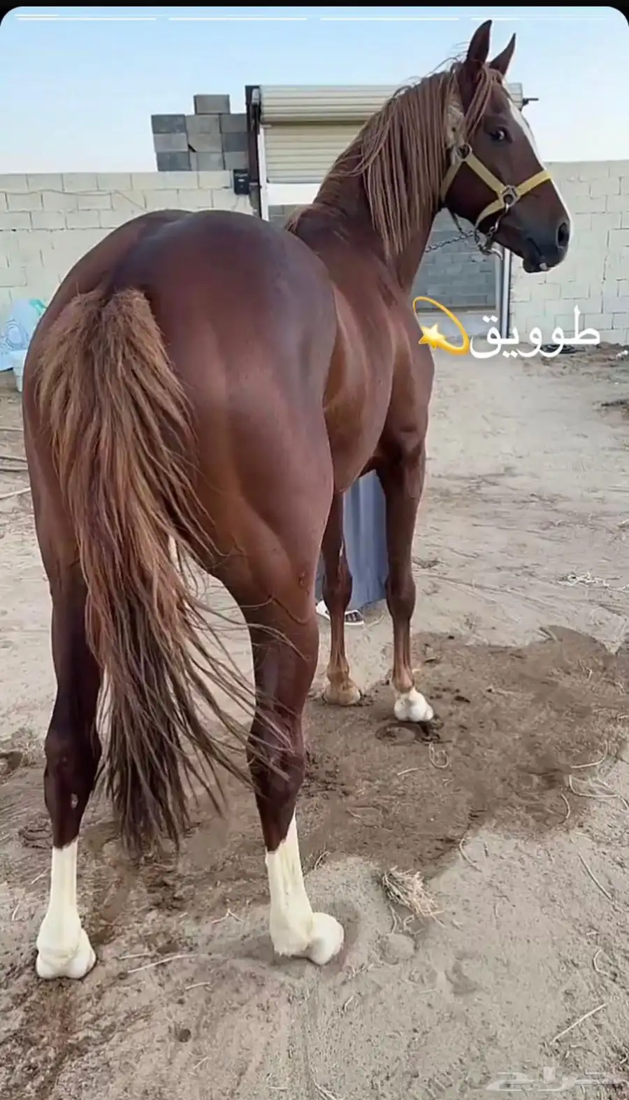 حصان خط سرعة سبوق 1