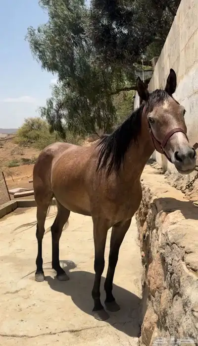 فرس كفو 1