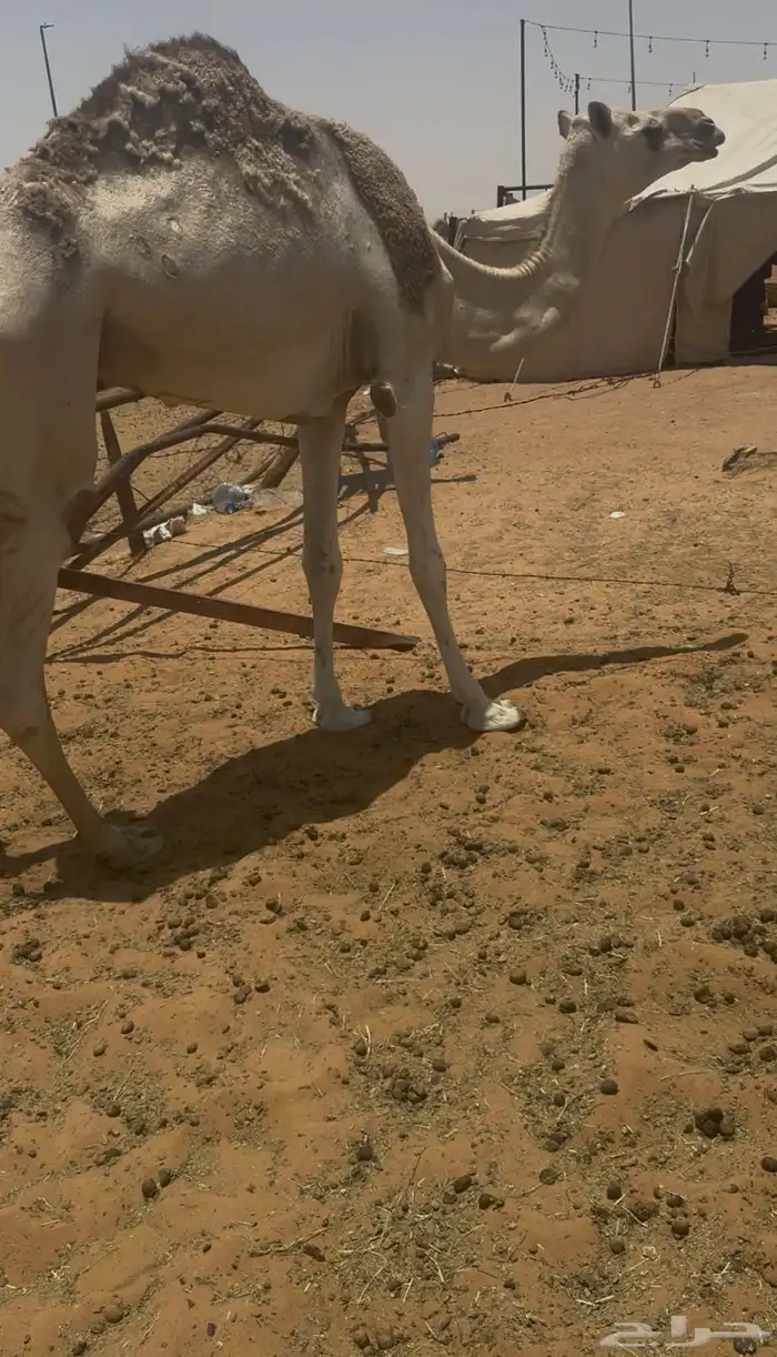 للبيع ابل 2