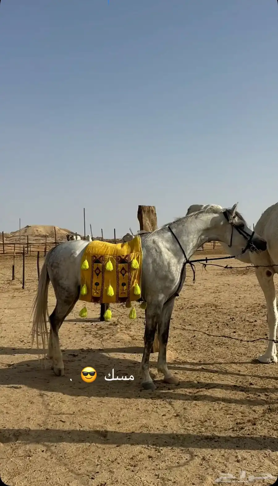حصان واهو 2