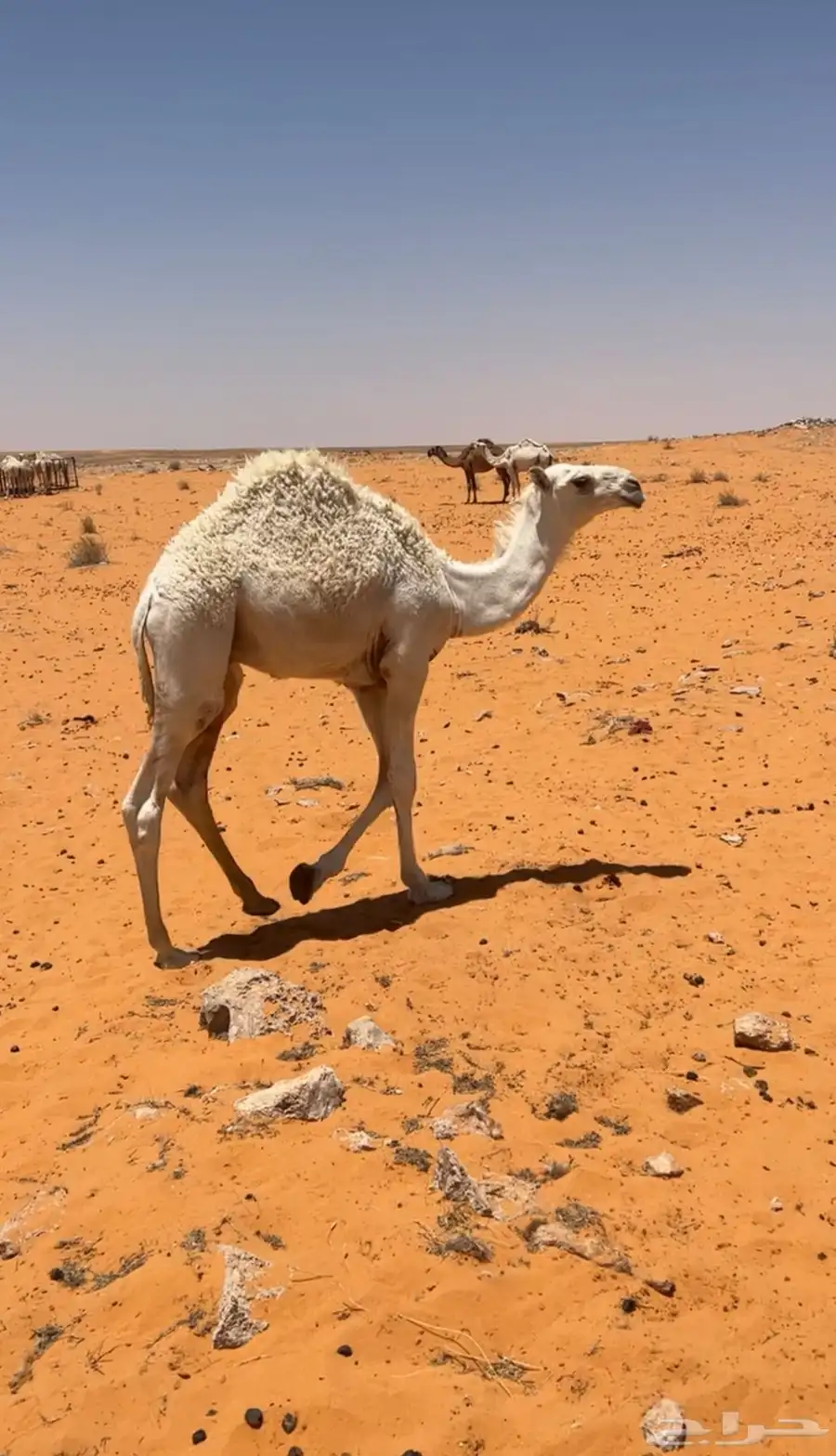 قعود 0