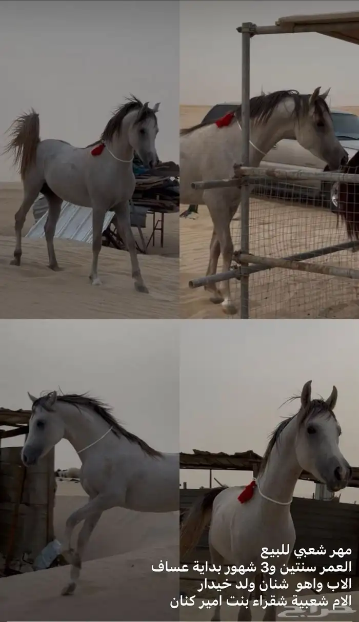 حصان ومهر للبيع 0