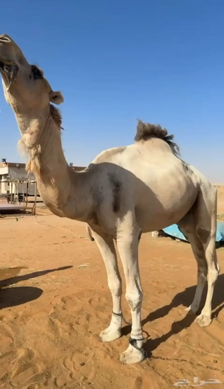 للبيع بعير كفو ومنتج والسوم 6500 واكبر بناته لقية 2