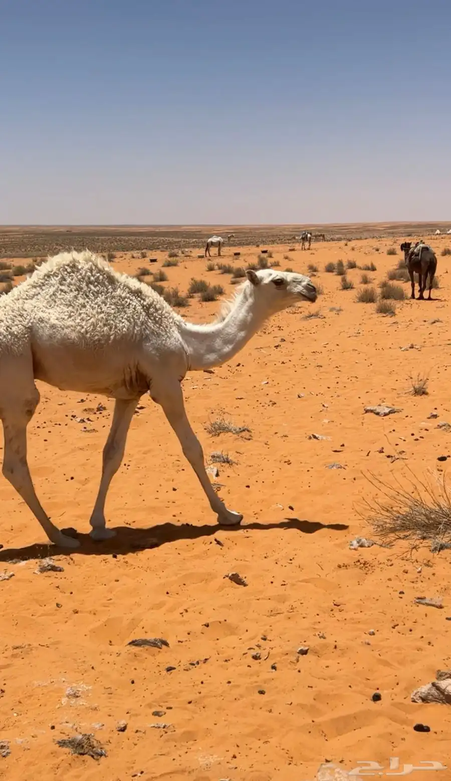 قعود 1