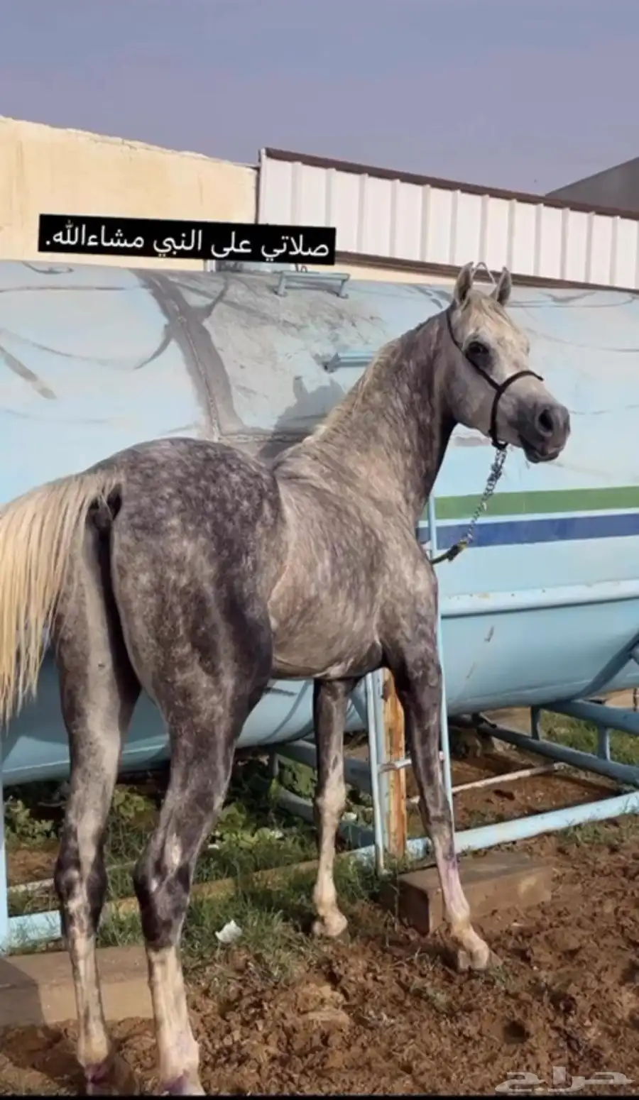 خيل 1