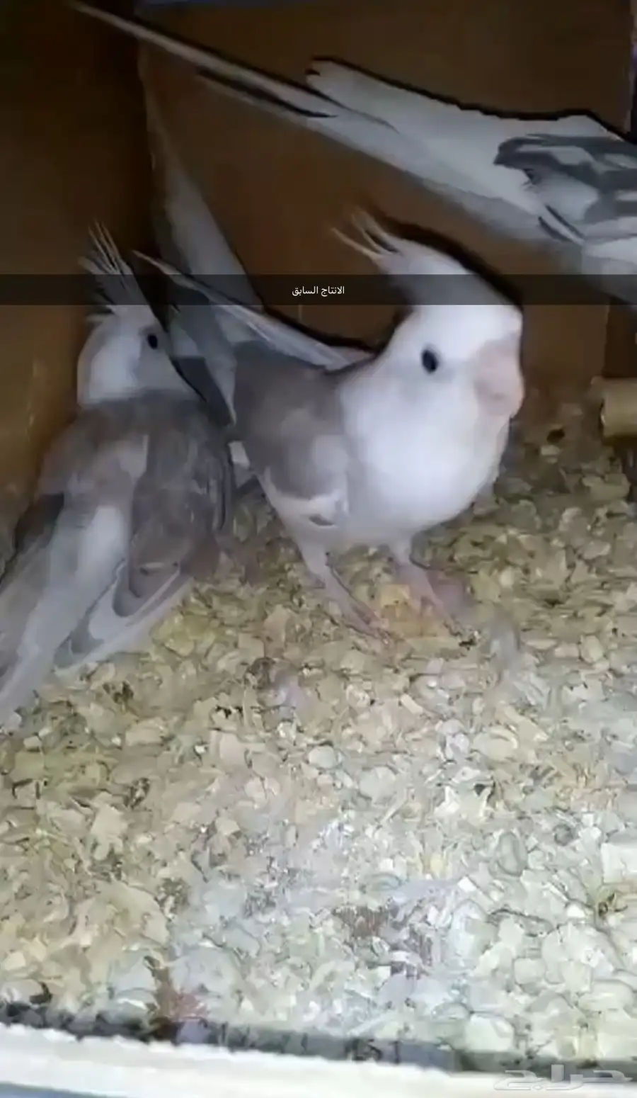 جوز كروان 1