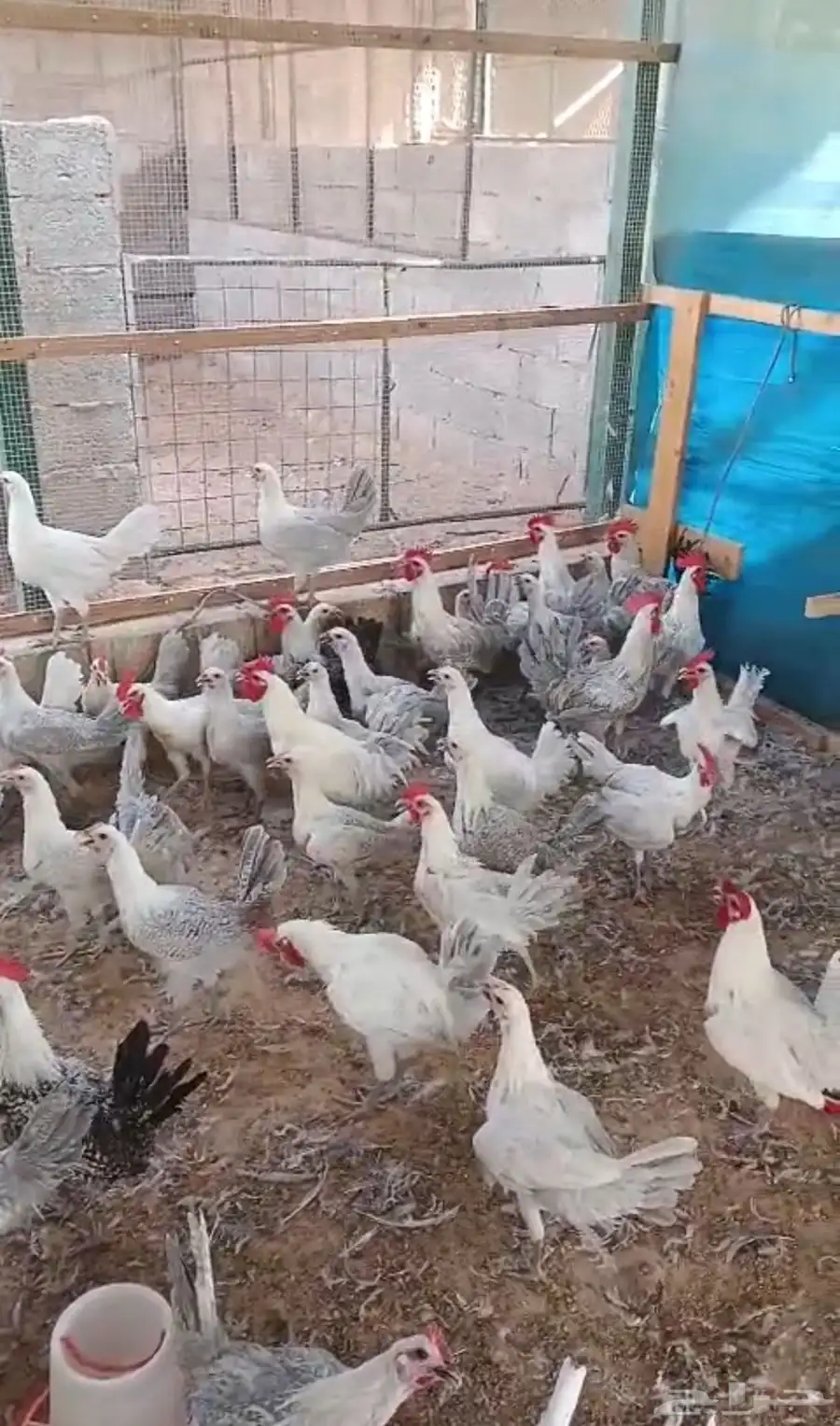 دجاج فيومي 2