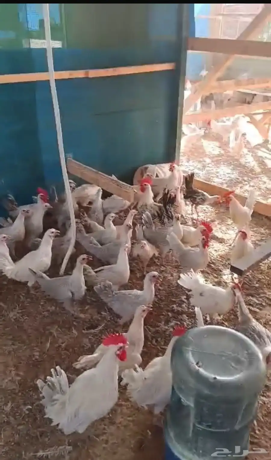 دجاج فيومي 4