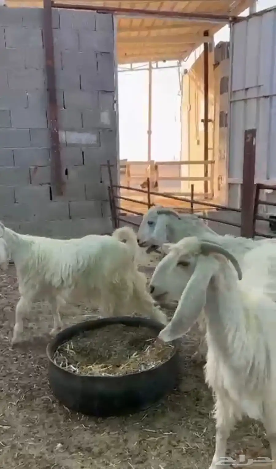 معزاء عوارض بيض طيبه مراح واحد و وسم واحد 2