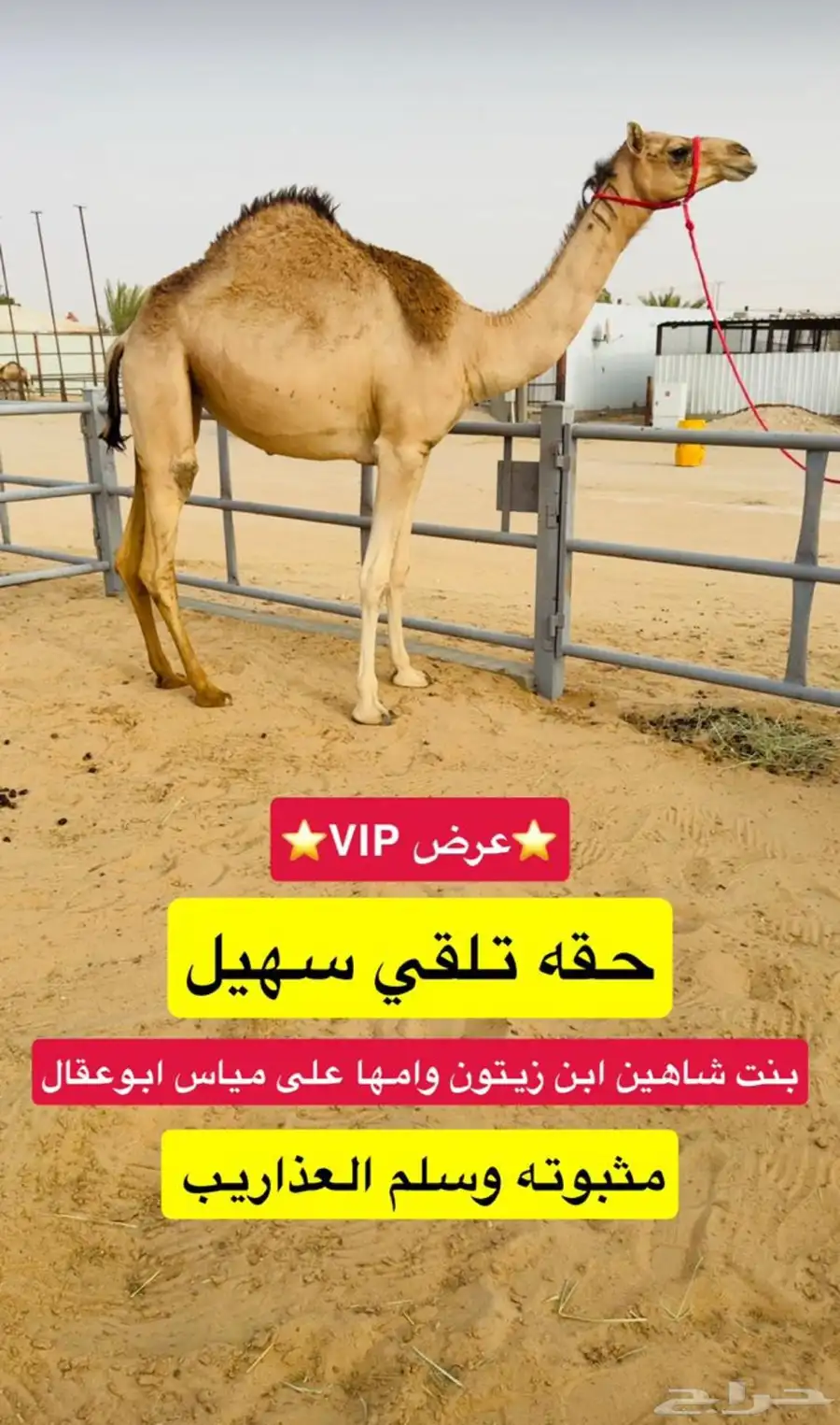 حقه تلقي سهيل 0