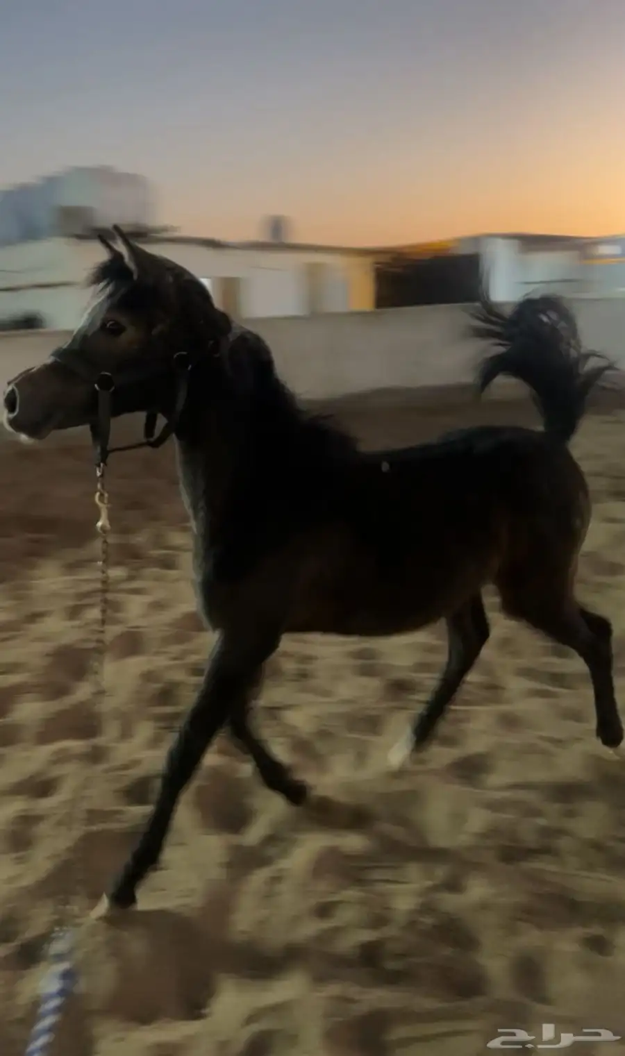 فرس شعبيه تحتها مهره 3
