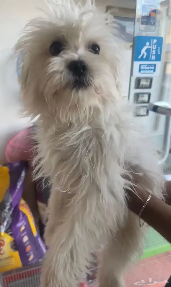 كلب نوعة مالتيز Maltese 0