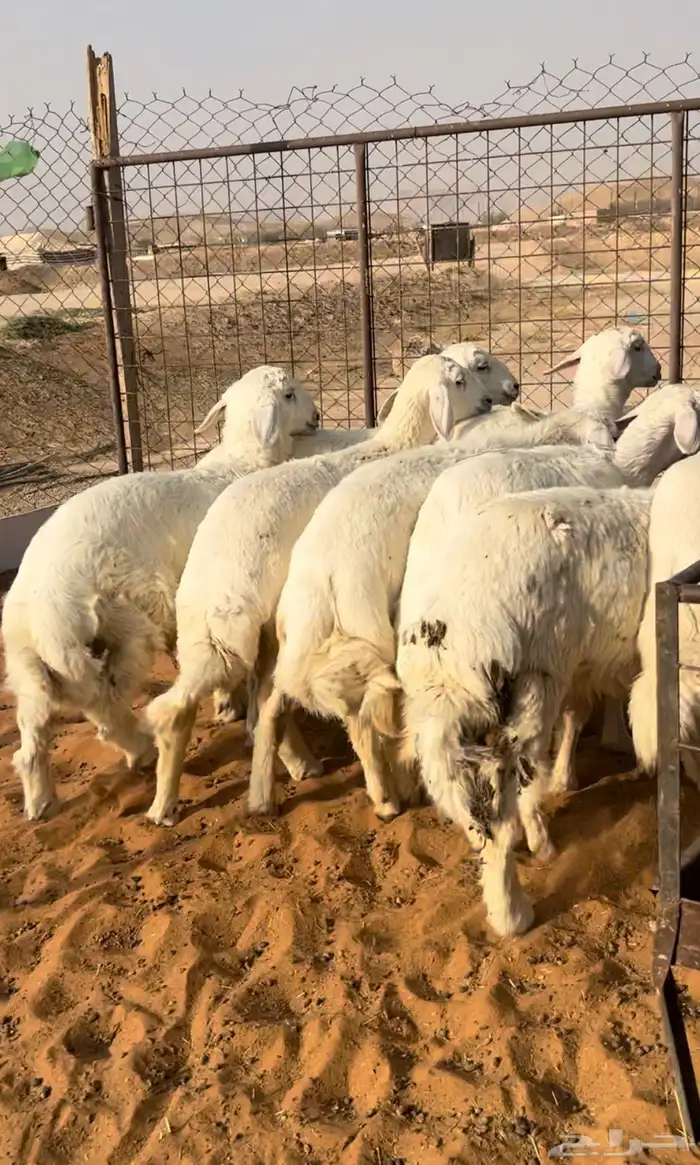 حريات اعماره 5 اشهر نظيفة وبريه 0