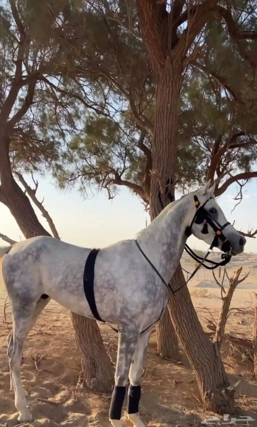 خيل 2