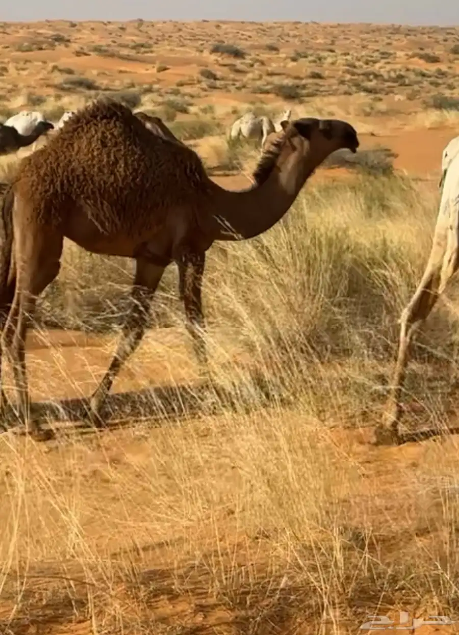 بكار صفر 2