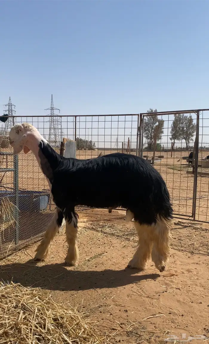 مشروع فحل صنف 0