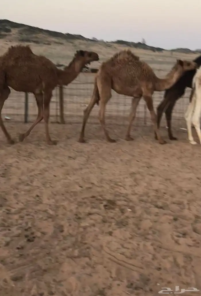 حشو للبيع اعمارها 5شهور 1