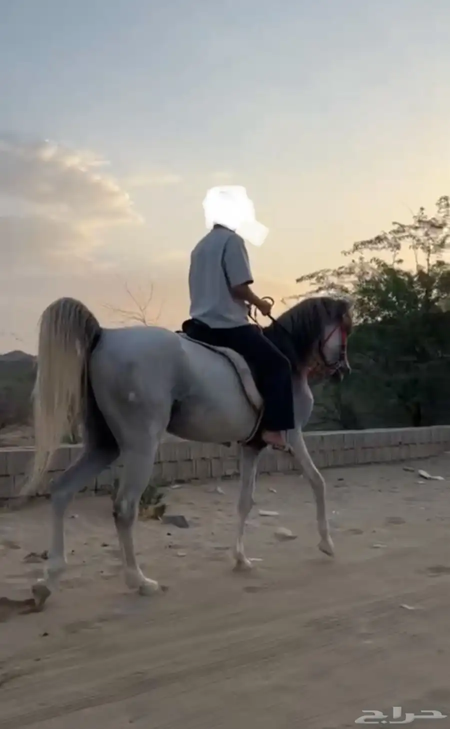 فرس شعبيه تحتها مهره 1