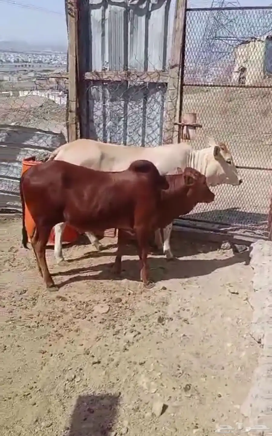 حسلان وحسيله للبيع 0