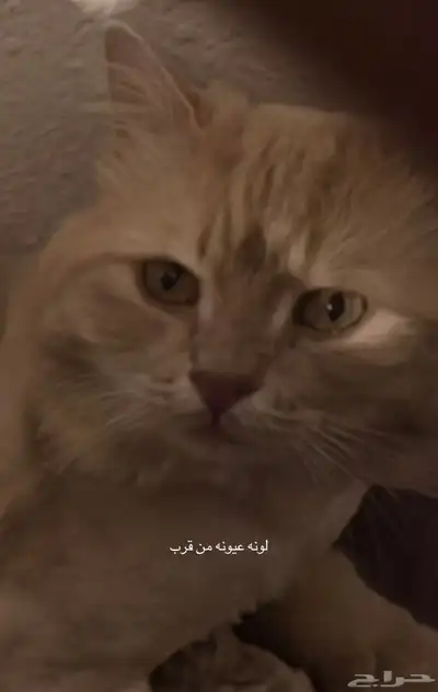 قط مفقود حائل 3