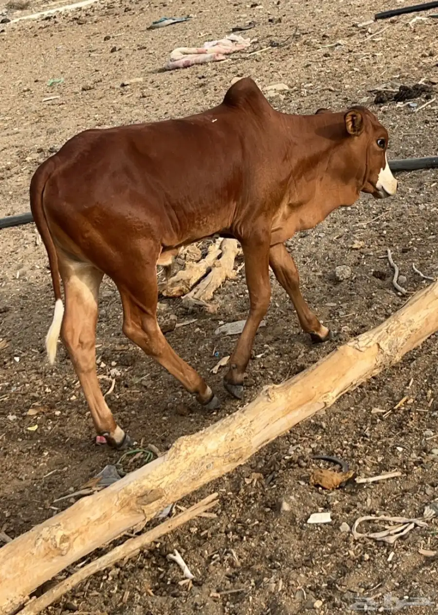 عجل لباني 2