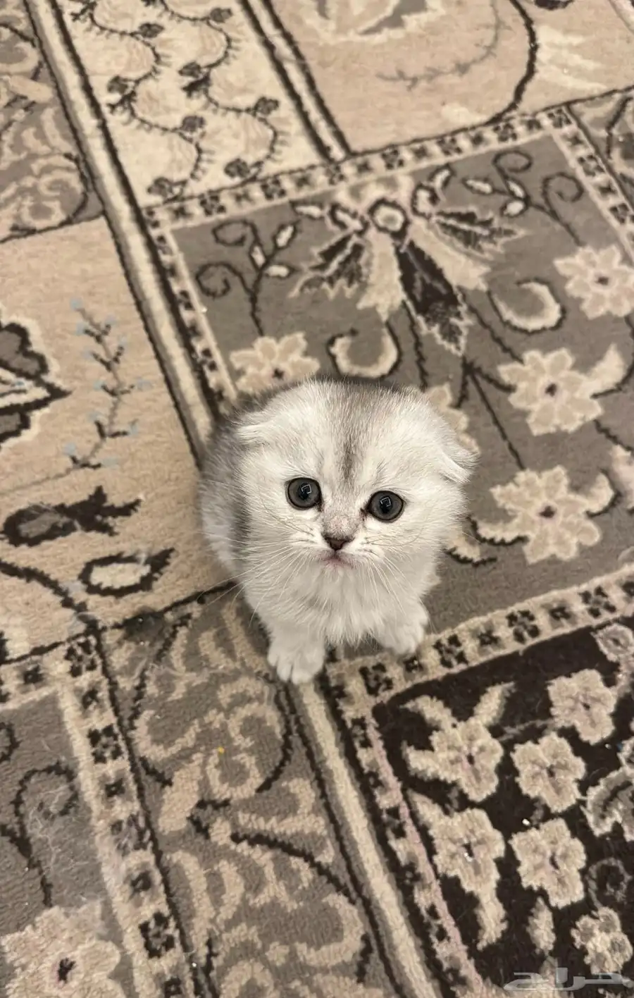 قطه سكوتش 4