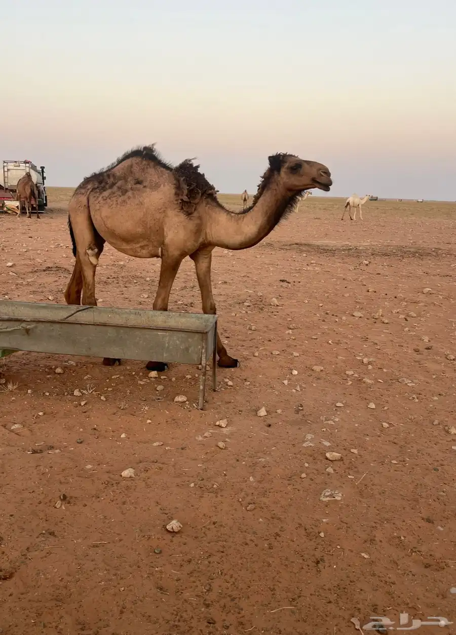 للبيع بكرة صفراء دبيانية توها دخلت حقه 2