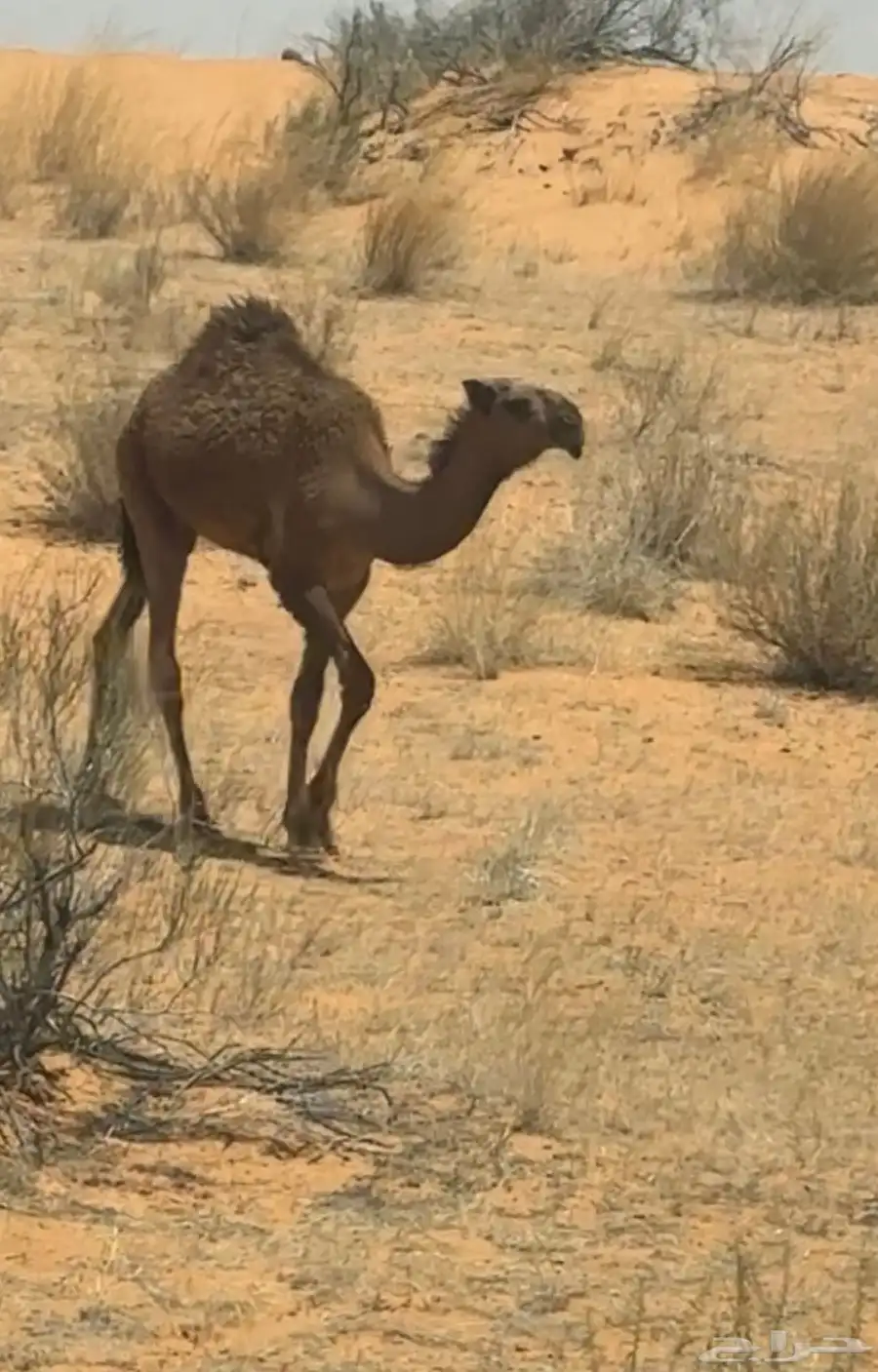 بكار صفر 4
