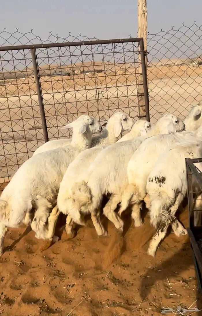 حريات اعماره 5 اشهر نظيفة وبريه 1