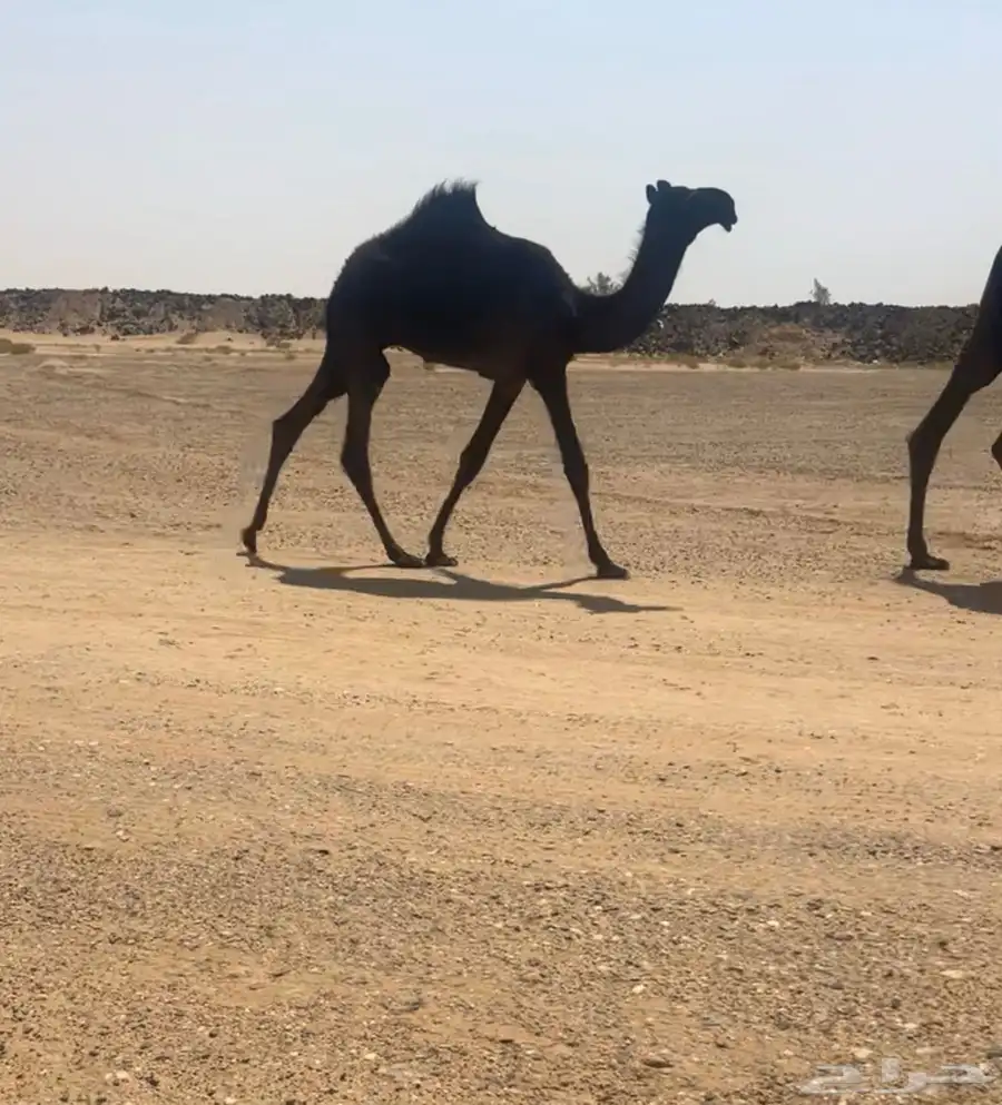 قعىد مجهم كفووو 0