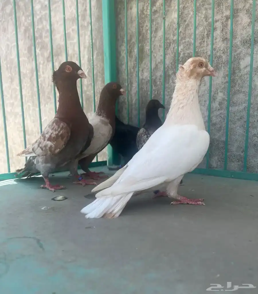 مجموعة زواجل و حبتين كشكي 0