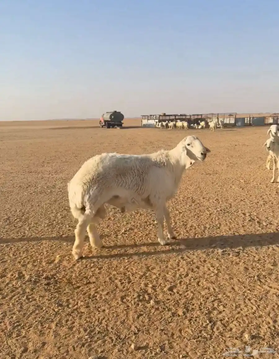 طلي حري صنف 2