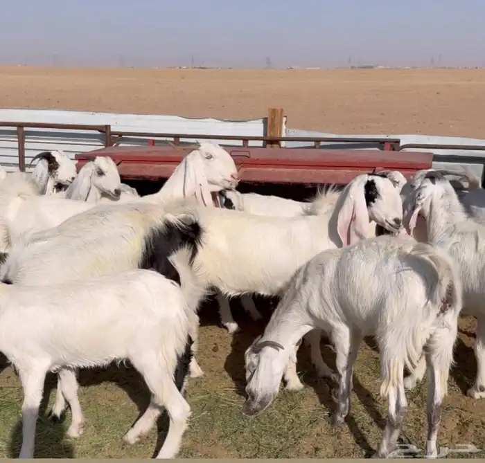 جفرات بيض فاخرة 4